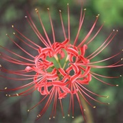 Spider Lilies