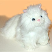 Persian Cat