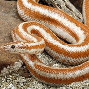 Rosy Boa