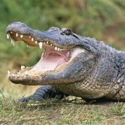 Alligators Can Live Up to 100 Years.