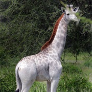 Giraffe