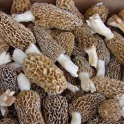 Morel