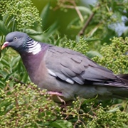 Wood Pigeon