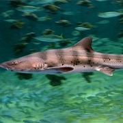 Houndshark