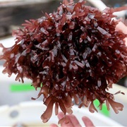 Dulse