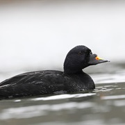 Common Scoter