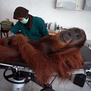 Operation Orangutan