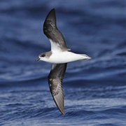 Fea&#39;s Petrel