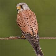 Eurasian Kestrel