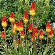 Red Hot Poker