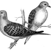 Two Turtledoves