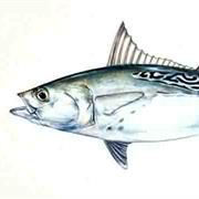 False Albacore