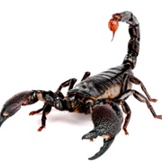 Emperor Scorpions