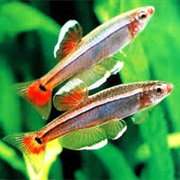 White Cloud Mountain Minnow