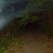 The Screaming Woods, England