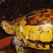Indochinese Box Turtle