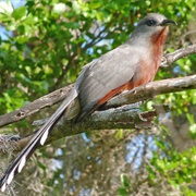 Bay-Breasted Cuckoo