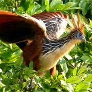 Hoatzin (Guyana)