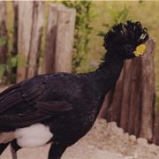 Great Curassow