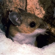 False Canyon Mouse