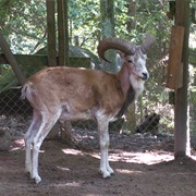 Urial