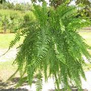 Boston Fern