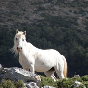 Ainos Pony