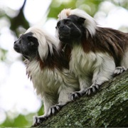 Tamarins - Disney Animals