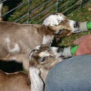 Feed Goats