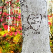 Carve My Name on a Tree