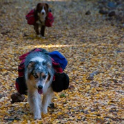 Bear Jaw/Abineau Loop Trail