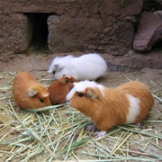 Guinea Pig