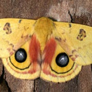 Io Moth