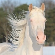 American Albino