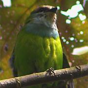 African Green Broadbill