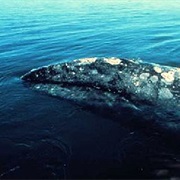 Gray Whale