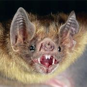 Common Vampire Bat