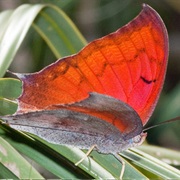 Leafwing Butterfly