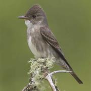 Olive-Sided Flycatcher