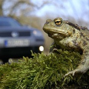 Toad Migration - Help Them to Cross the Streets