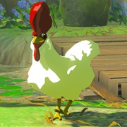 Cucco