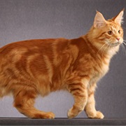 Red Tabby