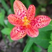 Toad Lily