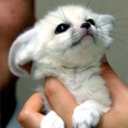 Fennec Fox