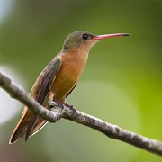 Cinnamon Hummingbird