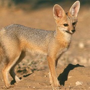 Cape Fox