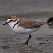 Kentish Plover