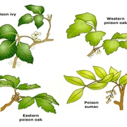 Treat Poison Ivy, Oak &amp; Sumac