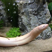 Eel