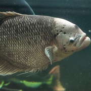 Giant Gourami